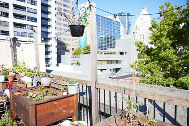 Roof top garden - The Manhatten