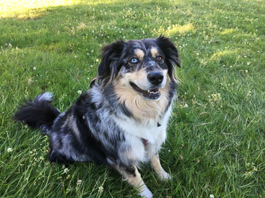 Project Clean - Canine Talent